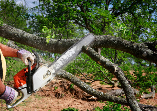 Dead Tree Removal in Caraway, AR